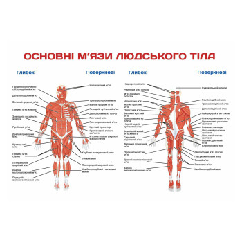 Плакат Основные мышцы...