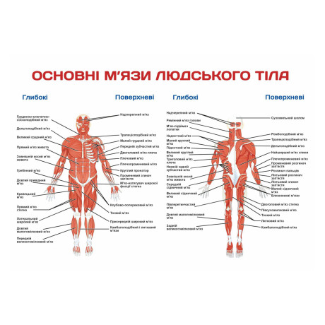 Банер Основні м'язи людського тіла