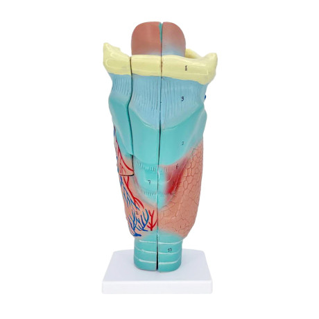 Гортань человека, анатомическая модель