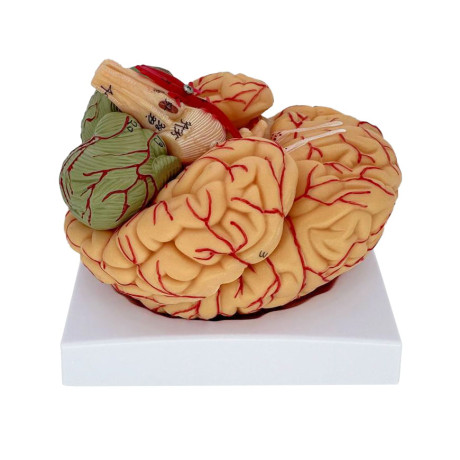 Анатомічна модель мозку людини