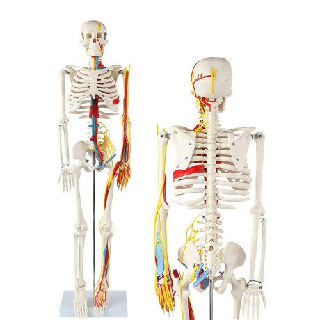 Модель скелета человека с кровеносной системой (85 см)